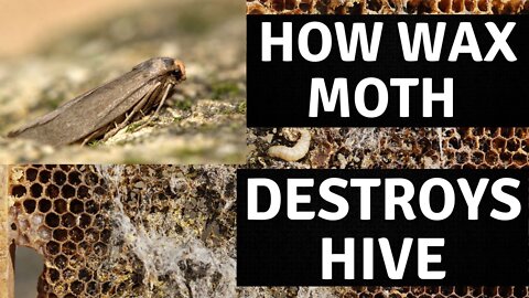 How Wax Moth Destroys a Hive