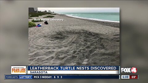 Rare leatherback sea turtle nest found in Sarasota County