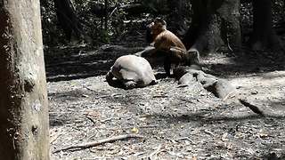 Monkey uses tortoise's shell to crack open food