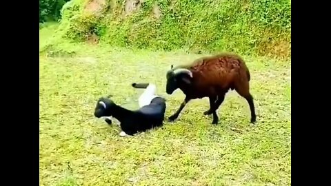 Sheep and Goat fighting very 🤣 funny