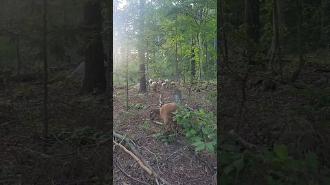 While I Hay the Sheep Play