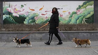 China Poised To Classify Dogs As Companion Animals, Not Livestock