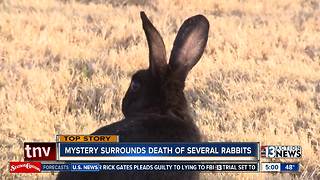 More dead rabbits found, advocates suspect they were poisoned
