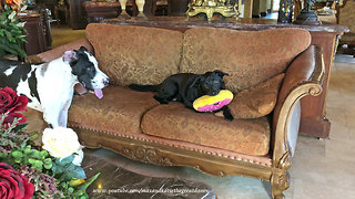 Funny little dogs steal Great Danes' toys