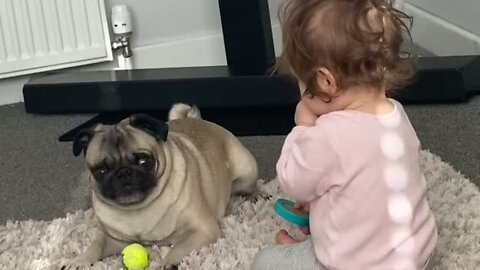 Pug Is Desperate For Little Girl To Play Ball With Him