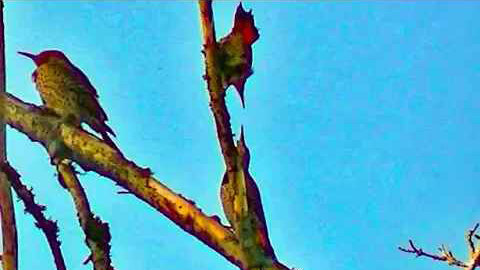 IECV NV #197 - 👀 Tree More Northern Flickers On The Neighbor's Maple Tree Out Back 2-25-2016