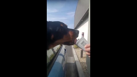 Dog in drive-thru picks up his puppuccino