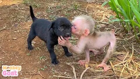 Cute baby monkey relax and fun play with puppy