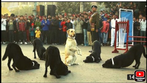 Police dog 🐕 training