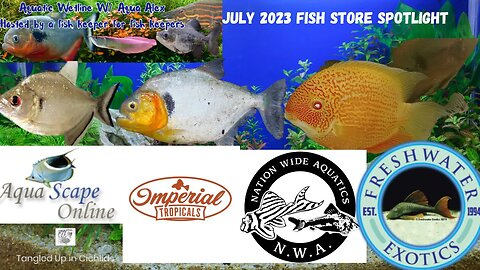 Aquatic Wetline W/ Aqua Alex: July 2023 Fish Store Spotlight
