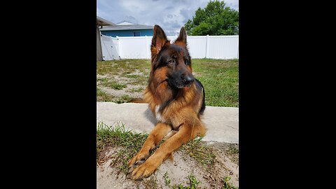 CO2 laser engraving German Shepherd named Delta onto Granite Monument