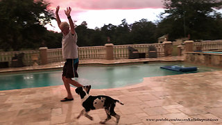 Teaching a Great Dane Puppy to Enjoy a Florida Thunderstorm