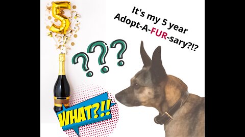 Happy 5 Year Adopt-A-FUR-sary to Jack!!