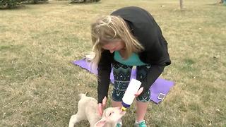 Yoga craze with baby goats, lambs finds its way to Omaha