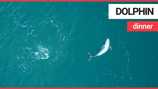 Beautiful drone footage catches dolphin in elegant pursuit of a fish