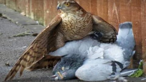 Sparrowhawk catches Wood Pigeon and is then harassed by two Magpies