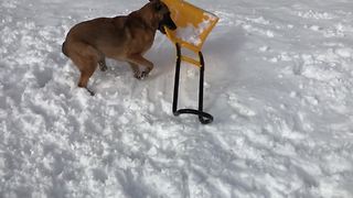 "Dog Steals Snow Shovel"