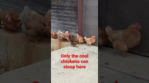 Cool chickens only!