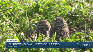 Construction collapses Burrowing Owls' nests, neighbors outraged