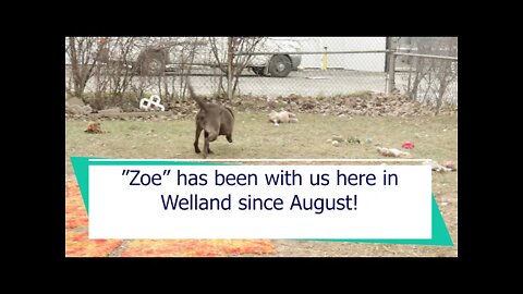 "Zoe" - 1yr female bulldog mix | Niagara SPCA
