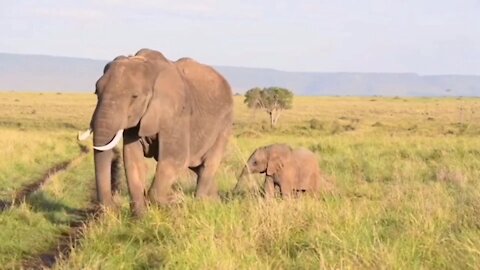 2 African Elephants, Mother & Baby