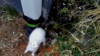 Cute ferret, Twiggy's weasel war dance.