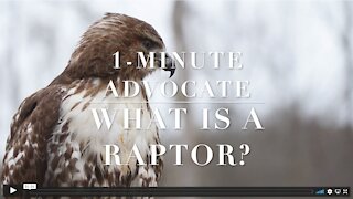 What is a raptor?