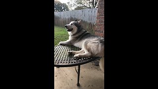 Sassy Malamute sticks tongue out at owner