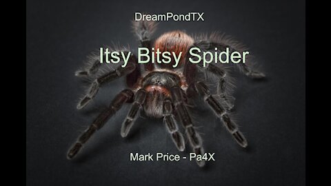 DreamPondTX/Mark Price - Itsy Bitsy Spider (II) (Pa4X at the Pond, PU)