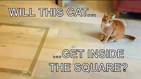 If You Draw A Square On The Floor, A Cat Will Magically Appear
