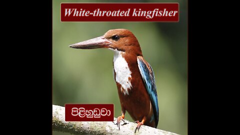 White Throated Kingfisher | Halcyon smyrnensis| Kingfisher | Pilihuduwa