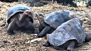 These giant tortoises engage in the world's slowest battle over tasty snacks