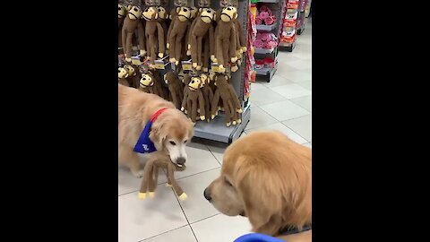 Golden Retriever Picks Out New Toy At Pet Store