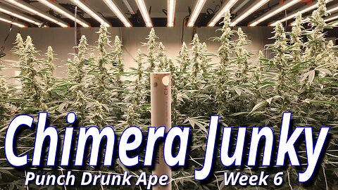Chimera Junky Week 6: Spider Farmer SE7000 Full Garden Update