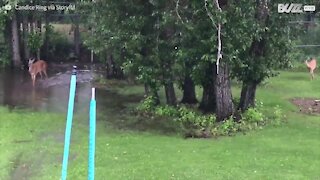 Cervi invadono un giardino per giocare con l'acqua