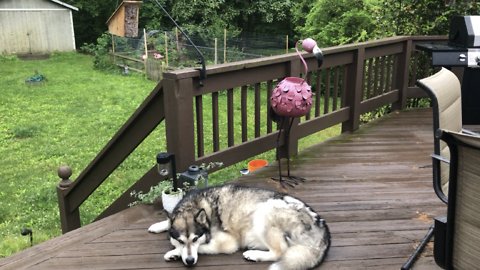 Dog guards birdhouse after baby Chickadee birds are born on Mother’s Day