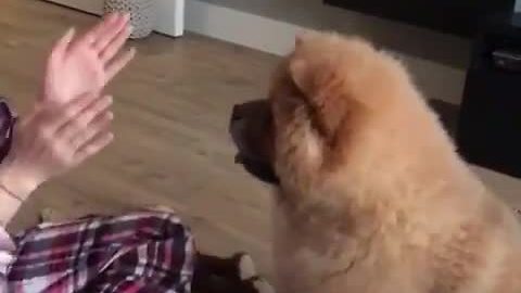 Big fluffy puppy plays patty-cake with owner