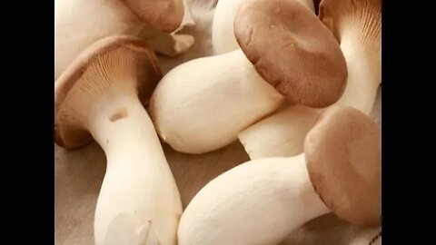 King Oyster Mushroom Introduction