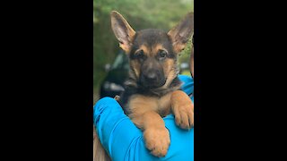 German Shepherd puppy trains for service dog