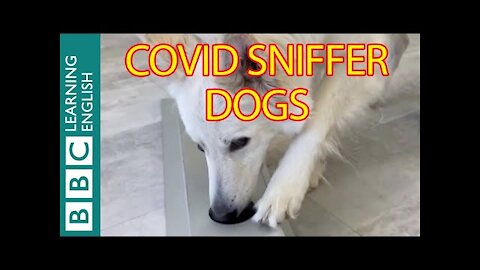 The sniffer dogs detecting coronavirus