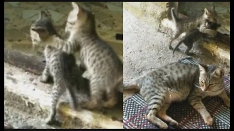 Funny Video of kittens ।। Funny Cat ।।