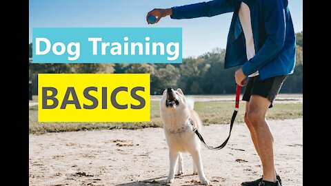 Great Tips On How To Teach ANY DOG The Basics