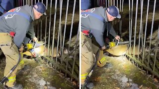 Firefighters separate bars to free deer trapped in fence