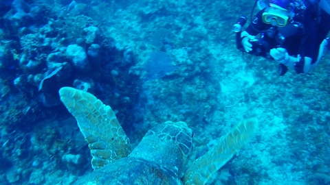 Giant sea turtle makes diver scream with delight