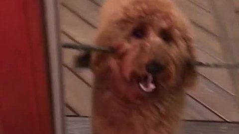 Goldendoodle Repeatedly Brings Favorite Stick Inside House