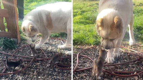 Big dog adorably confused by tiny litter of kittens