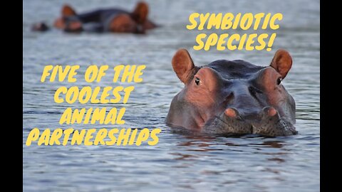 5 of the Coolest Animal Partnerships (Symbiotic Species)