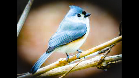 EARLY TO BED, EARLY TO RISE, WHO'S FIRST AT THE BIRD FEEDERS!