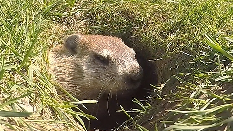 Wild gopher settles down for nap time