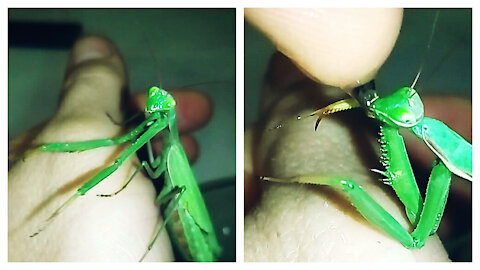 Mantis drinks water from human hand